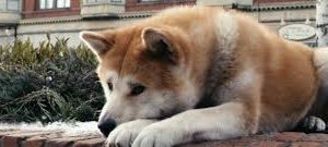 Köpek Eğitimi Menemen